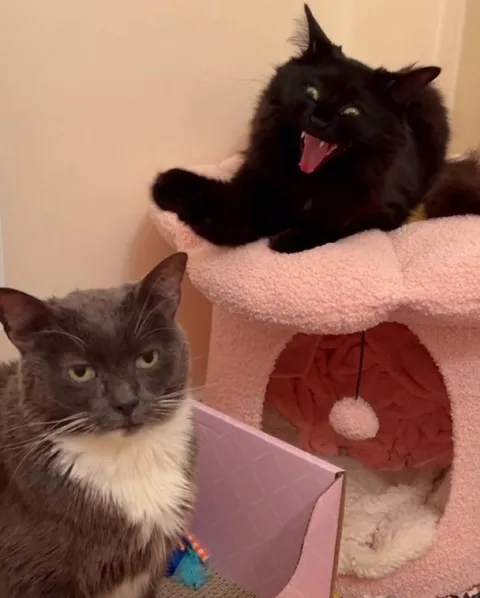 Angry Cat and Screaming Cat
