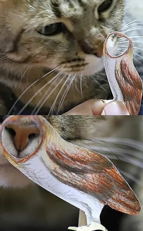 Кот, который притворяется совой