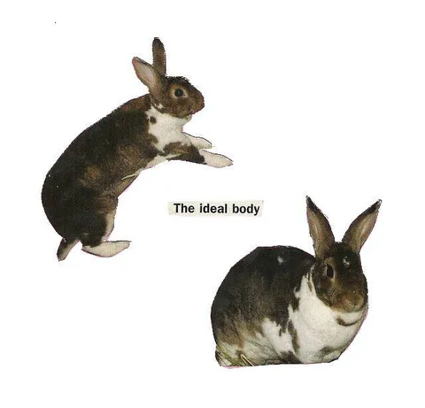 The Ideal Body Rabbit Meme