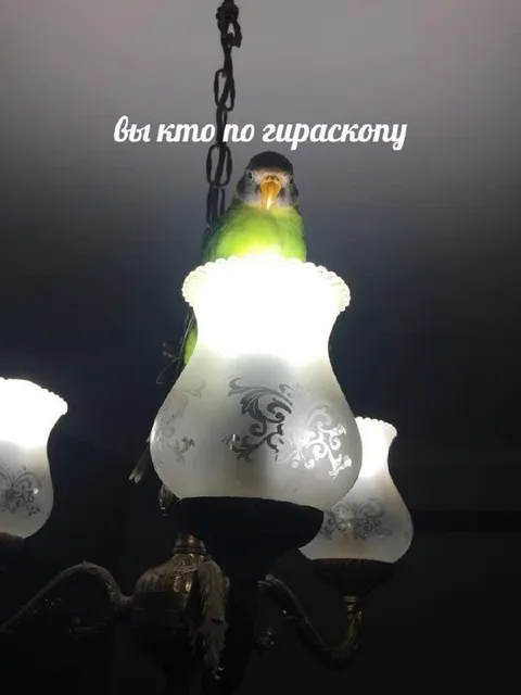 Воробей по гироскотеру