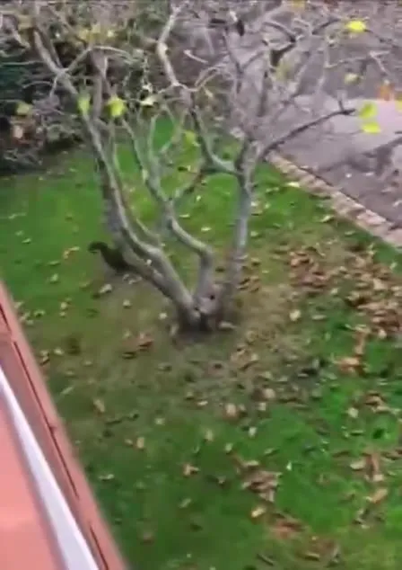 Кот сбегает по двору