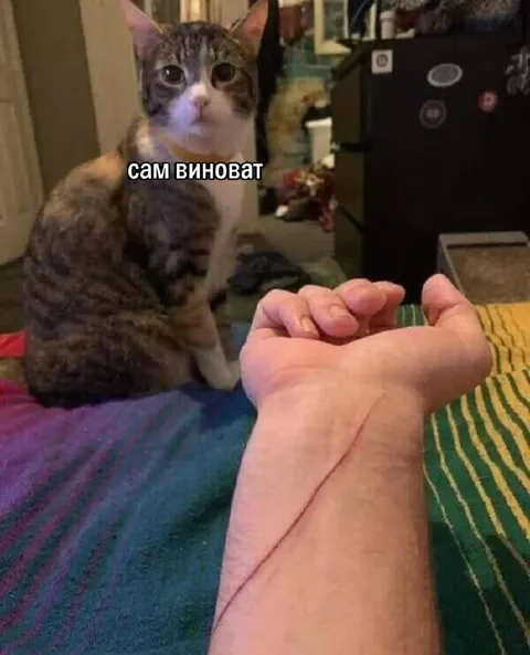 Сам виноват кот