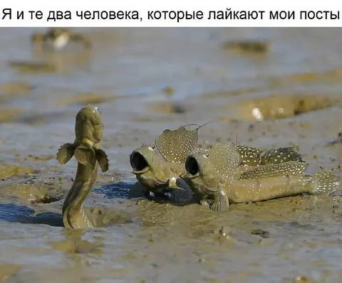 Два человека лайкают мои посты