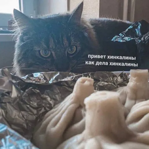 Кот здоровается с хинкали