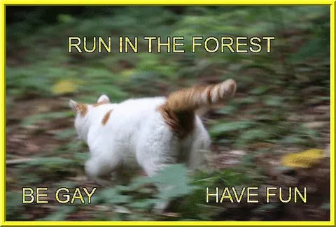 Run in the Forest Cat