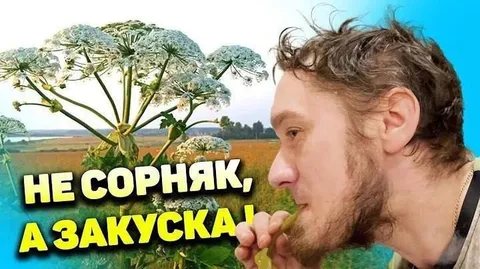 Не сорняк, а закуска