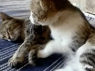 Кот не даёт спать