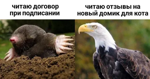 Читаю договор и отзывы