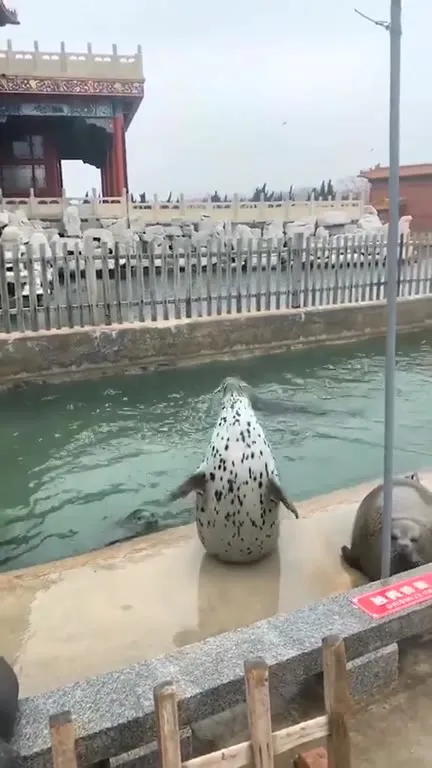 Тюлень выполз к зрителям
