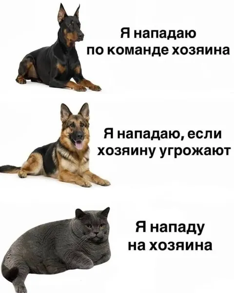 Кот нападает на хозяйку