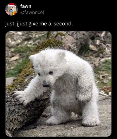 Polar Bear Needs a Second