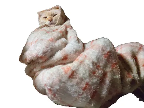 Кот в пушистом пледе