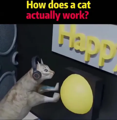How a Cat Actually Works