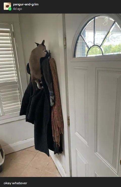Cat Hides on the Coat Rack