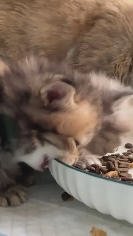 Котята рвутся к миске