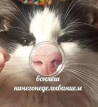 Кот говорит, что ты воняешь