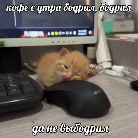 Кофе не взбодрил котёнка