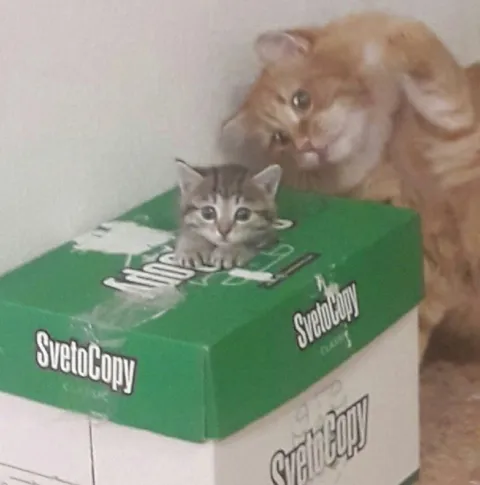 Котёнок на коробке и большой кот