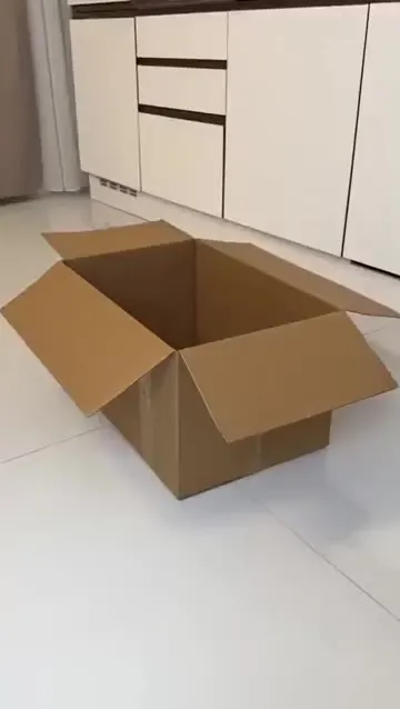Котёнок в коробке и внезапное удивление