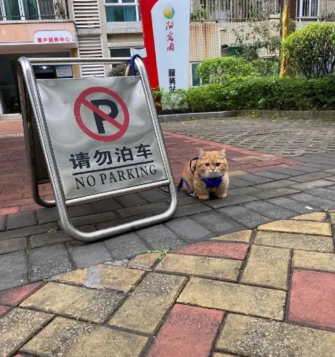 禁止停车的小猫