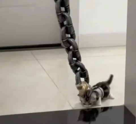 Котёнок тащит тяжёлую цепь