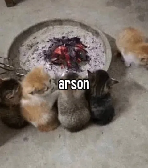 Kittens Committing Arson