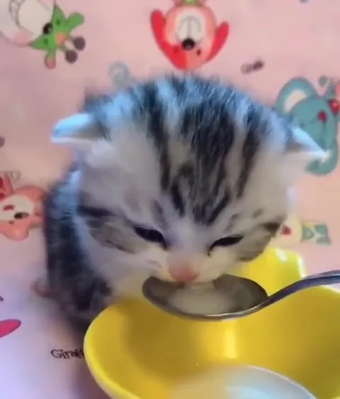 Котята пьют из ложки