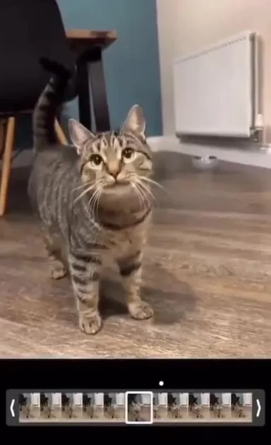 Кот смотрит и мяукает