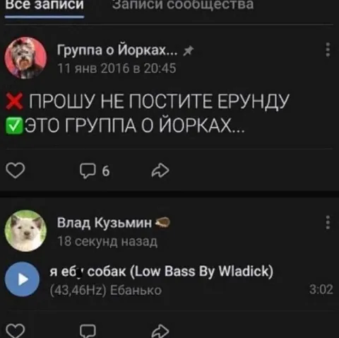 Группа о йорках и странный трек