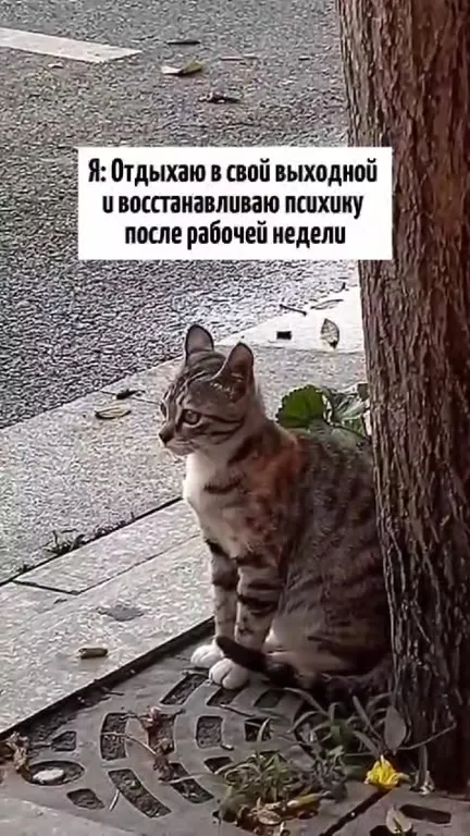 Кот увидел сообщения в рабочем чате