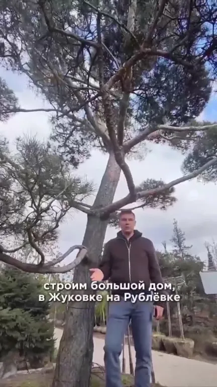 Сосна за семь миллионов