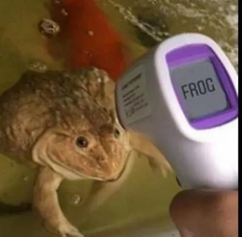 Frog Temperature Check