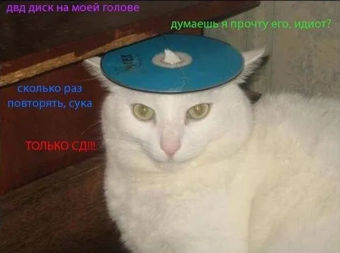 Кот с DVD-диском на голове
