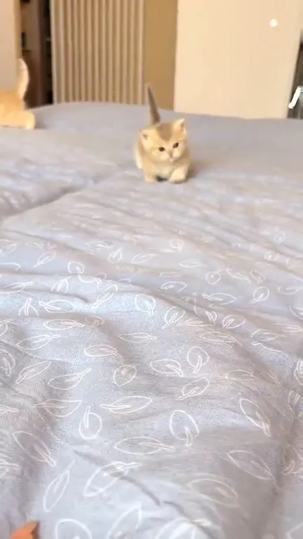 Котёнок идёт на ручки