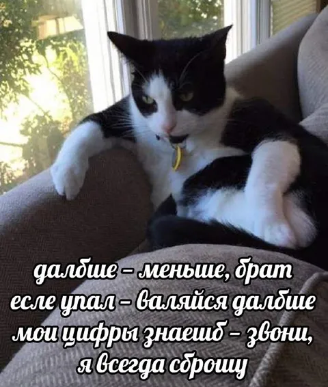 Кот-братан с жёсткими советами