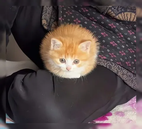 Котёнок на коленях