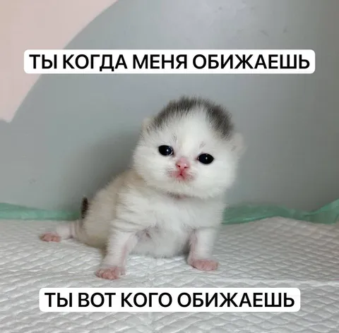 Котёнок, которого обижают