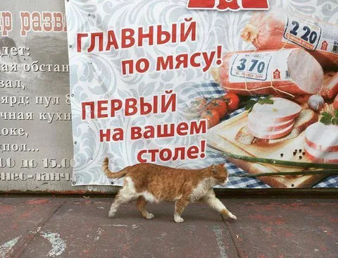 Кот идёт за мясом