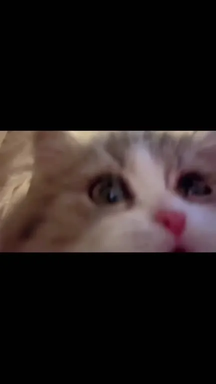 Котик приближается к камере