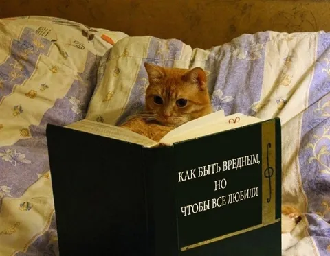 Как быть вредным, но любимым