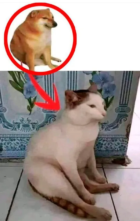 Собака и кот в одной позе