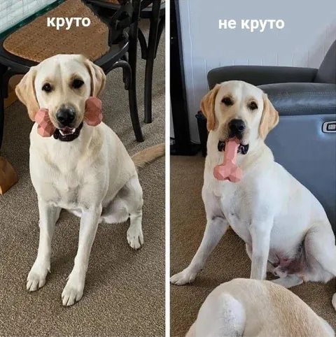 Крутая и некрутая собака