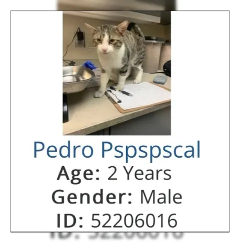Pedro Pspspscal Cat ID Card
