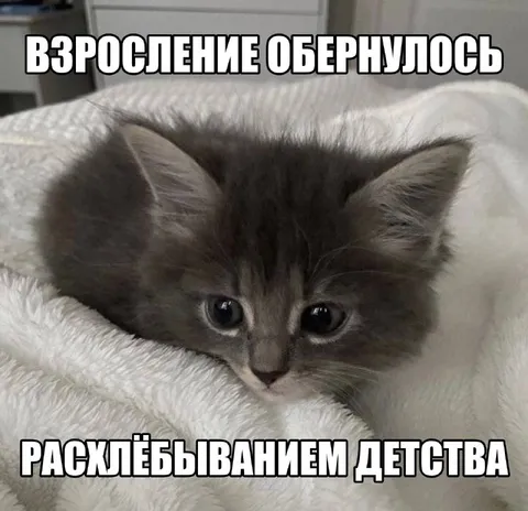 Котёнок после бурной ночи