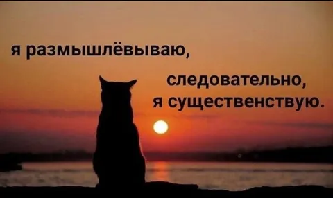 Размышляющий кот на закате