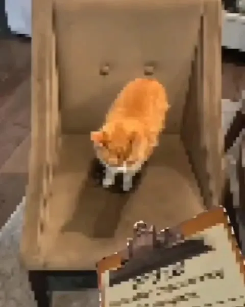 Cat Refuses to Sign the Petition