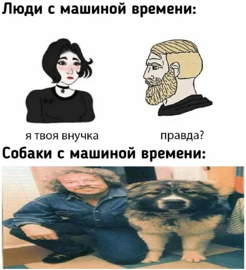 Собаки с машиной времени