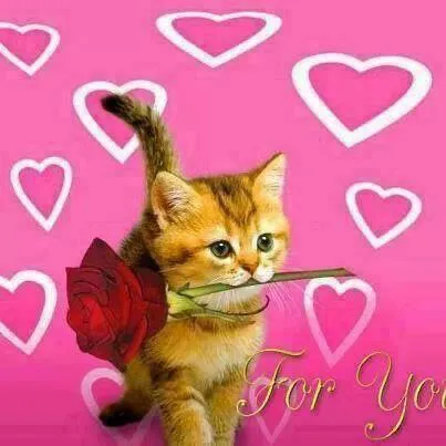 Kitten With a Rose For You