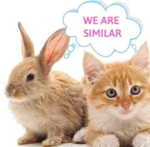 We Are Similar Bunny and Cat