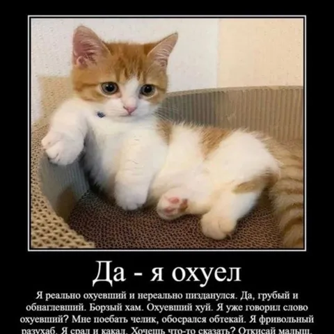 Да — я охуел котёнок
